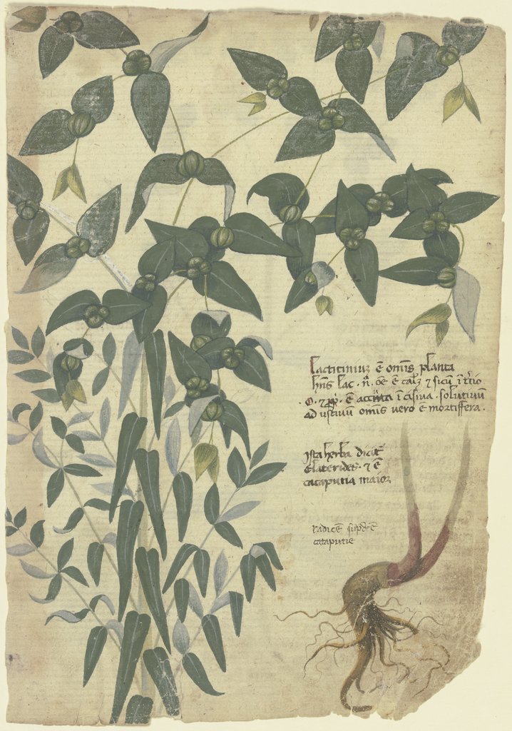 Kreuzblättrige Wolfsmilch (Euphorbia lathyrus spec.), Venetisch, 15. Jahrhundert