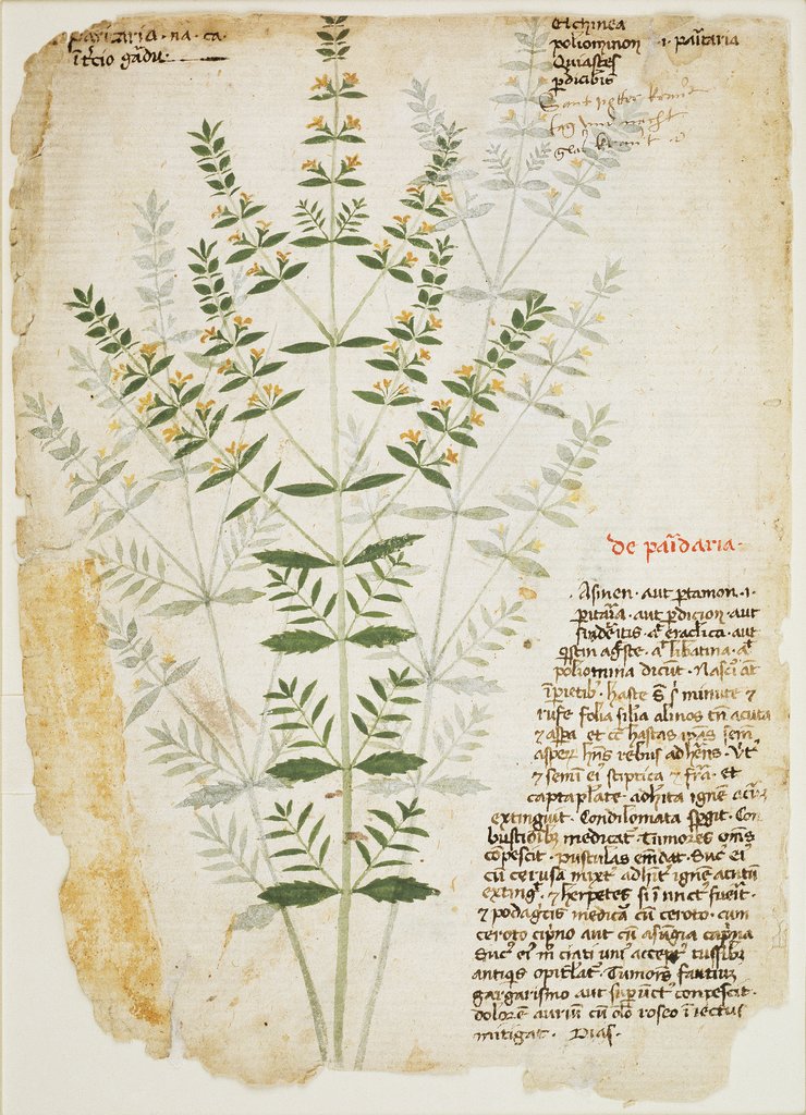Glaskraut (Parietaria spec.), Venetisch, 15. Jahrhundert