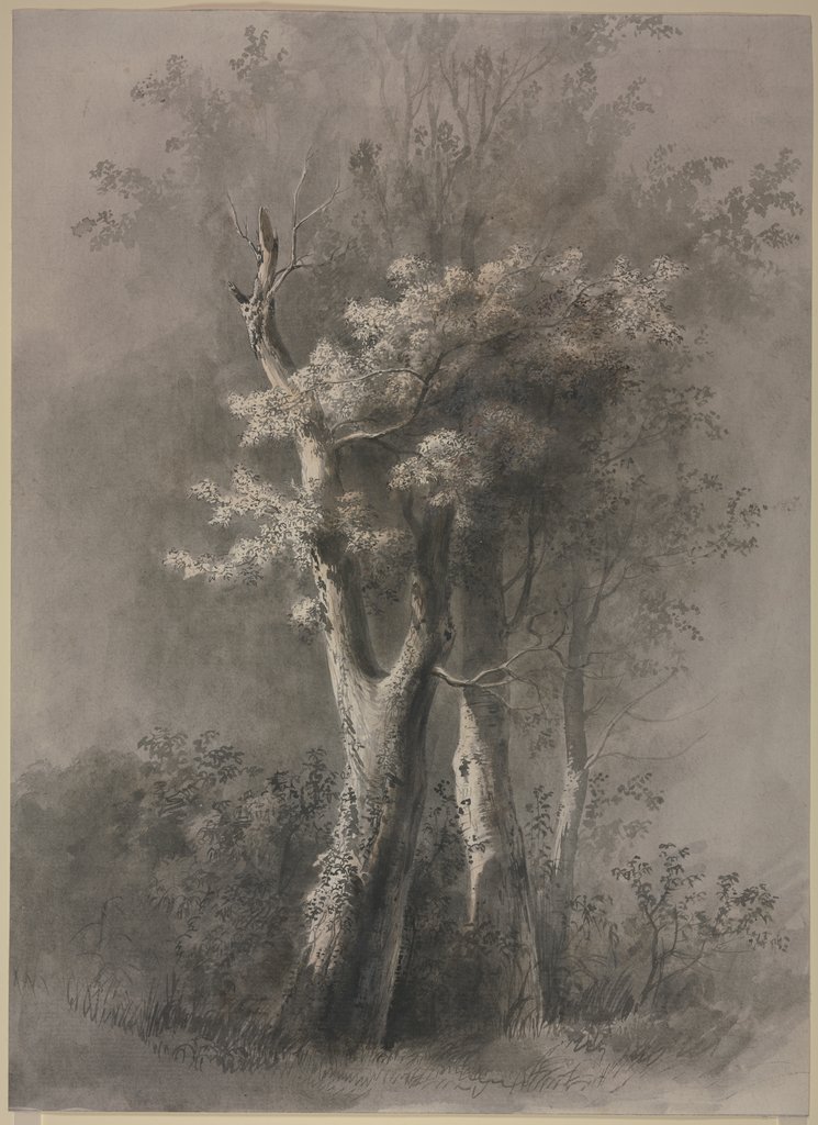 Study of Trees, Jean-Jacques de Boissieu