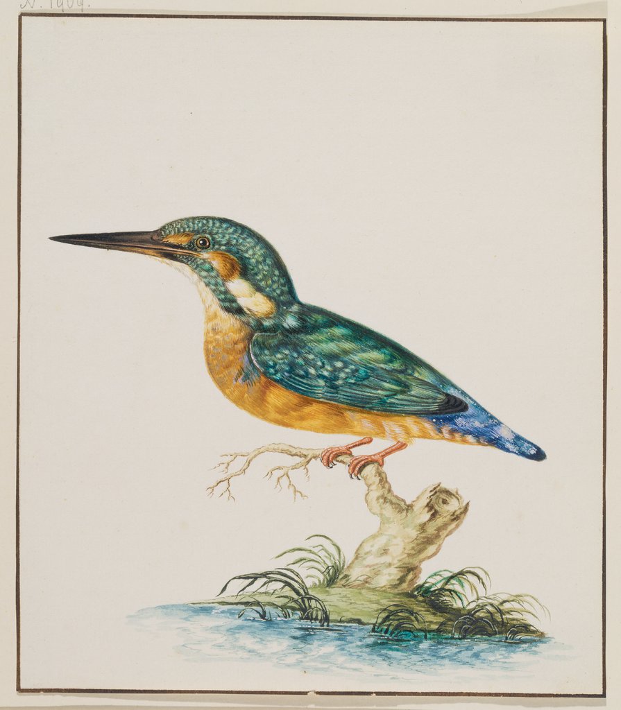 A Kingfisher, Johann Ludwig Ernst Morgenstern