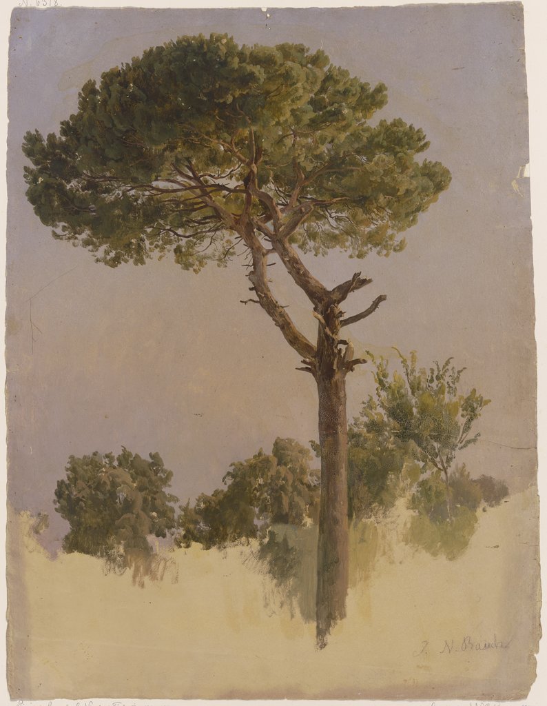 Pinienbaum bei S. Nicola da Tolentino in Rom, Johann Nepomuk Rauch