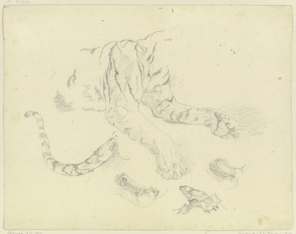 Ein Tiger, Johann Nepomuk Rauch