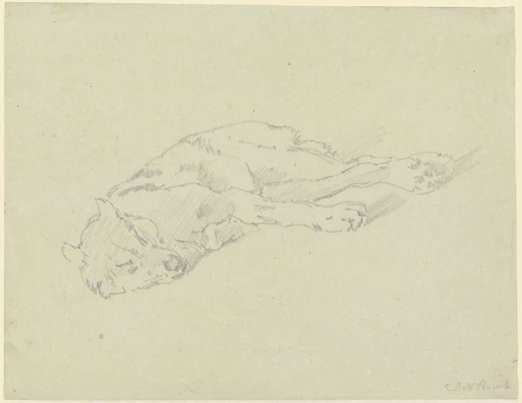 Sleeping wolf, Johann Nepomuk Rauch