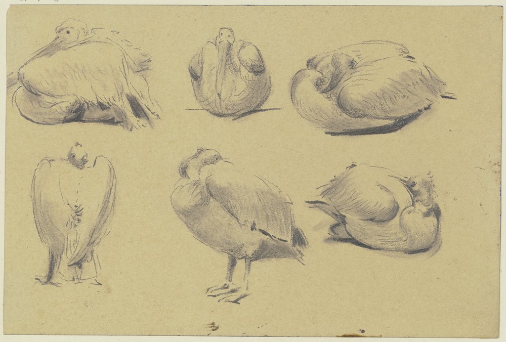 Pelicans, Wilhelm Gentz