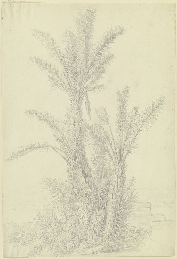 Palmengruppe bei Vico, Theodor Pelissier