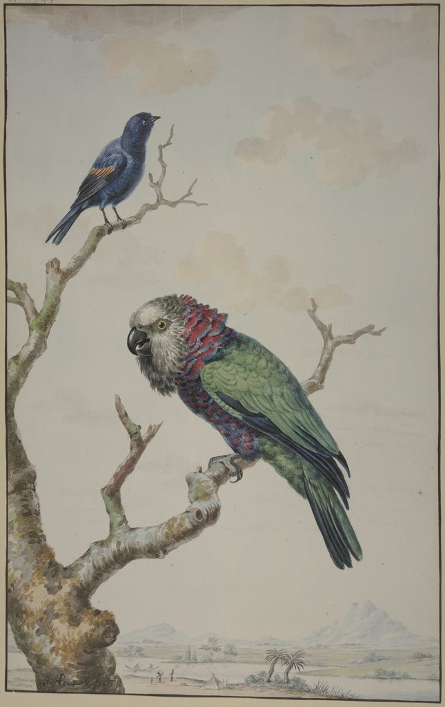 A Red-Fan Parrot (Deroptyus accipitrinus) and a Tawny-Shouldered Blackbird (Agelaius humeralis), Jabes Heenck