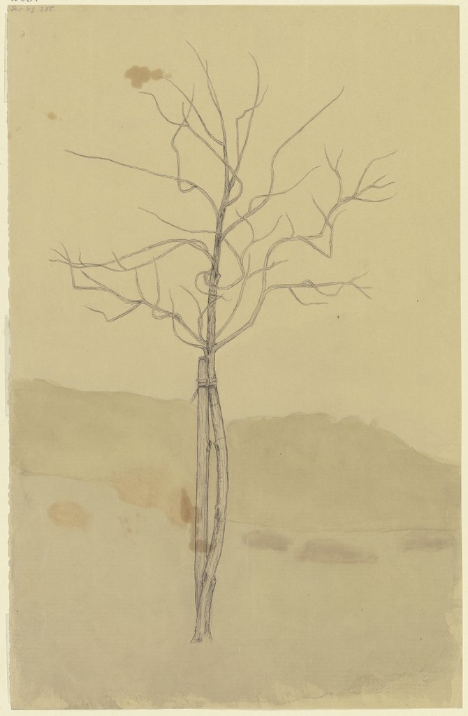 Leafless little tree, Marcus Behmer