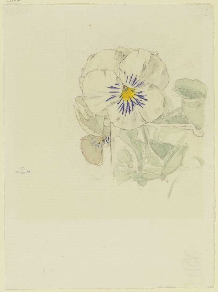 White pansies, Marcus Behmer