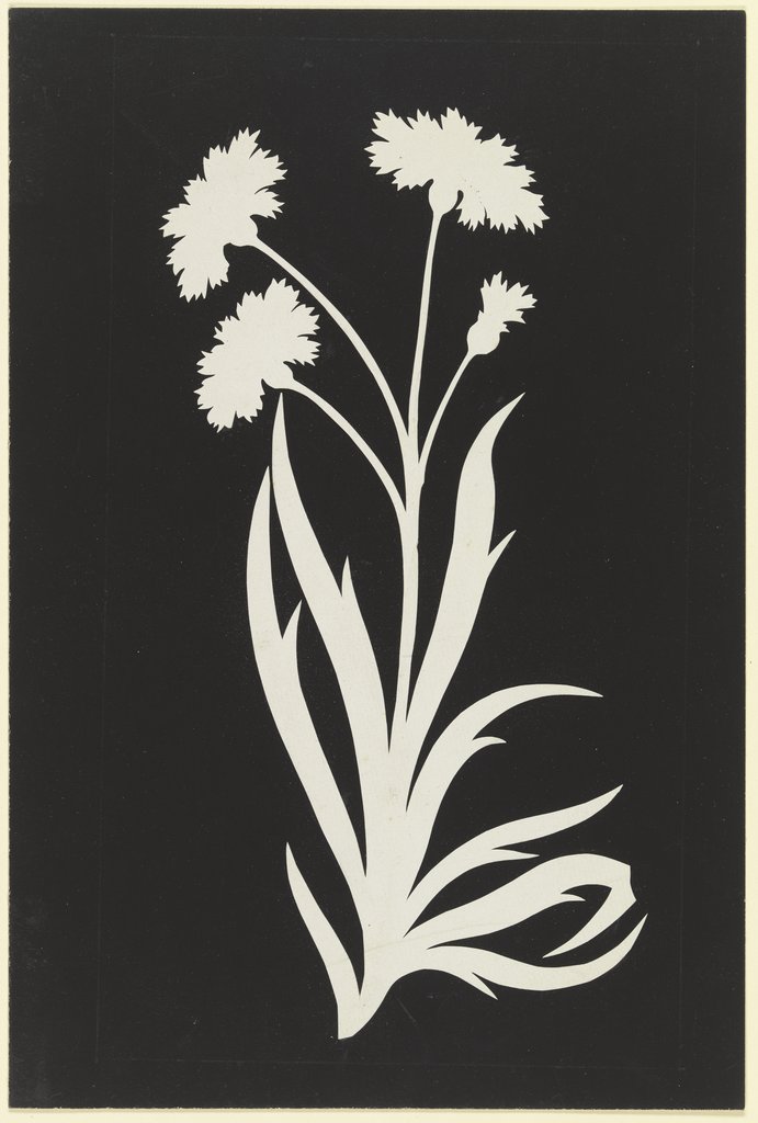 Cornflower, Philipp Otto Runge