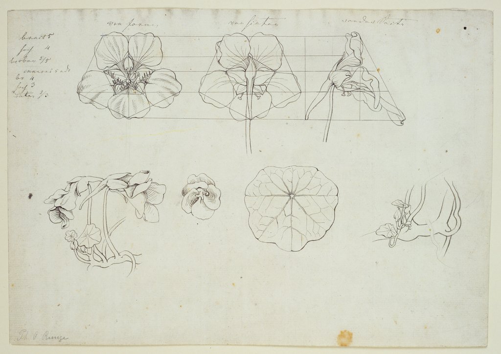 Blätter und Blüten der Kresse, Philipp Otto Runge