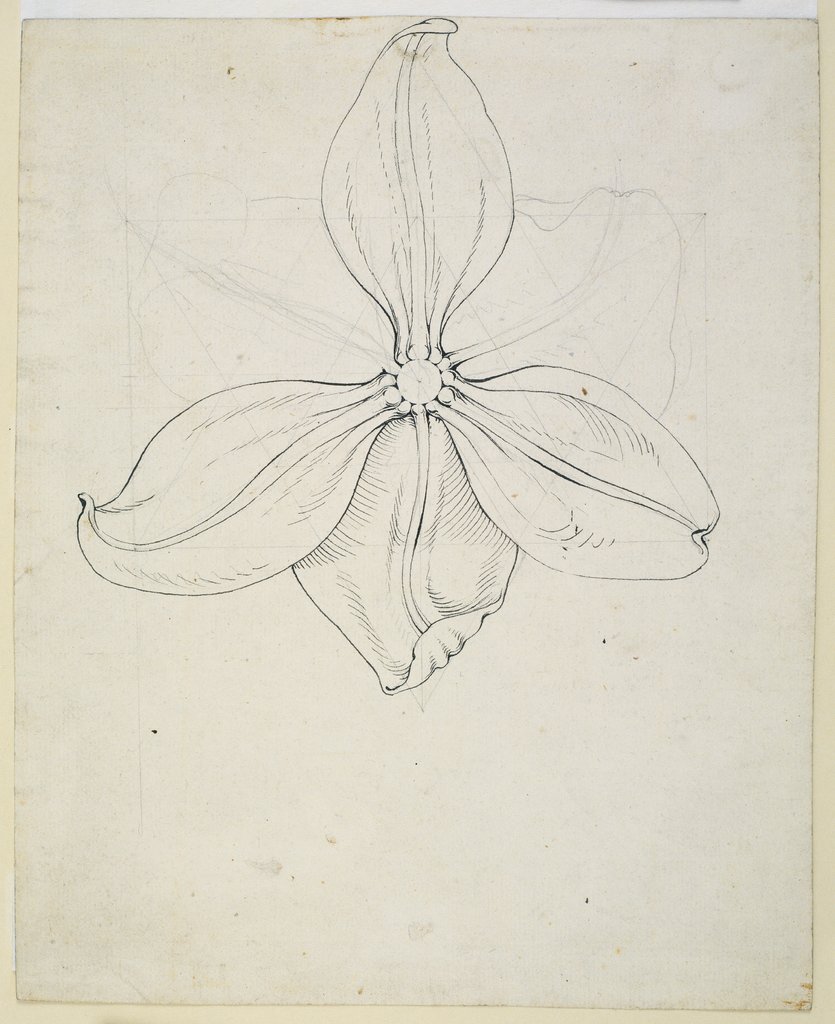 Tulpenblüte, Philipp Otto Runge