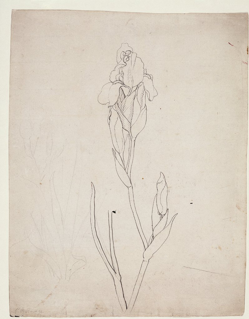 Schwertlilie, Philipp Otto Runge