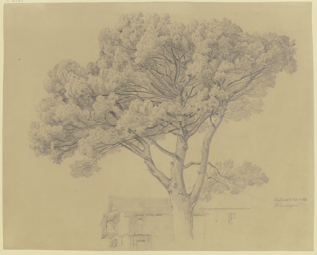 Baum bei einem Haus in Peschiera del Garda, Fritz Bamberger