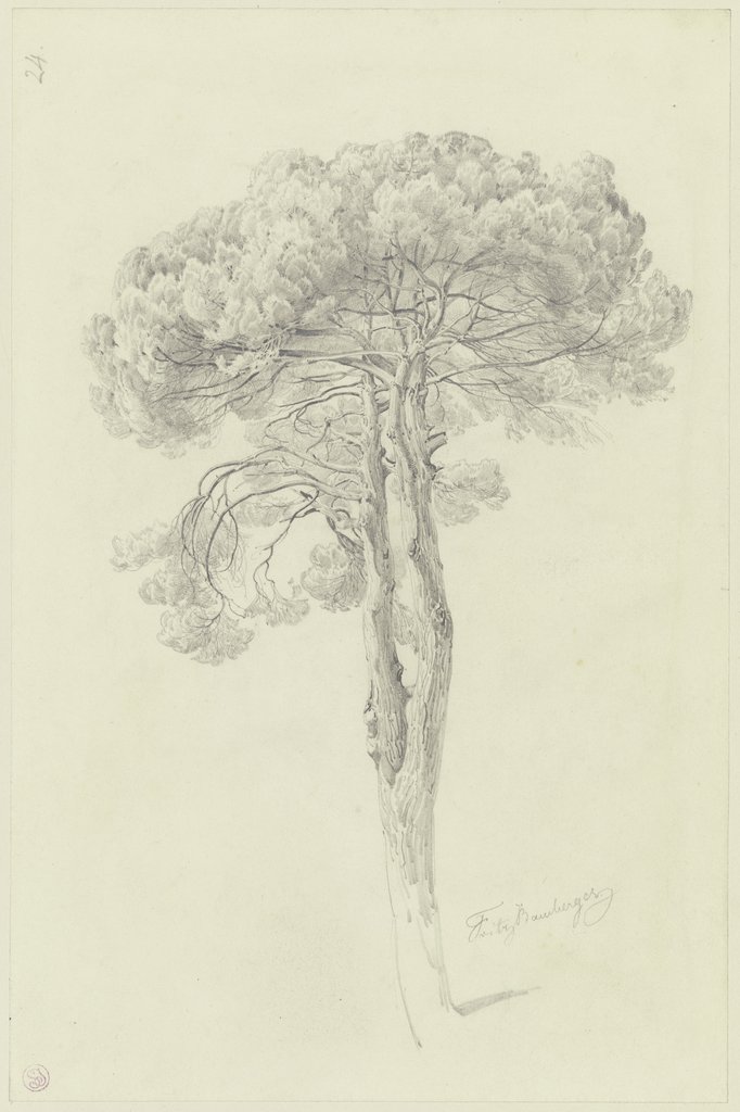 A pine, Fritz Bamberger