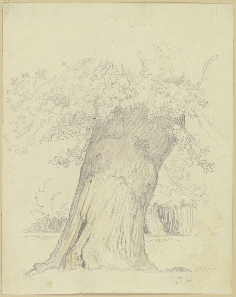 Tree, Julius Hamel