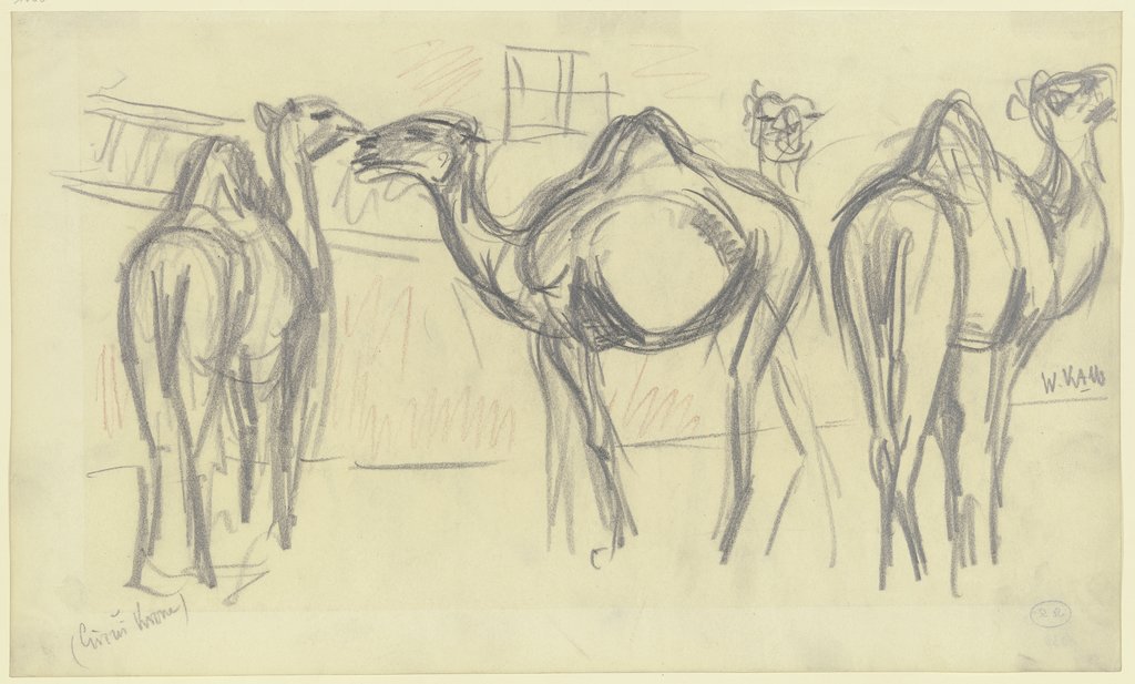 Camels (Circus Krone), Wilhelm Kalb